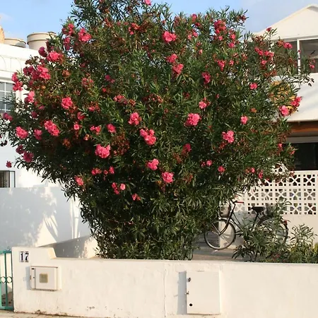 Arbustos * Puerto del Carmen (Lanzarote)